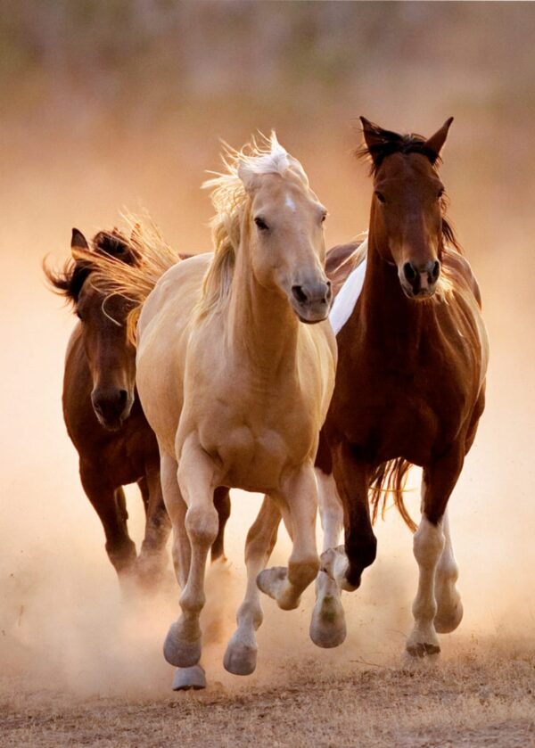 Running Horses