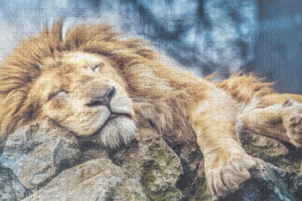 Sleeping Lion