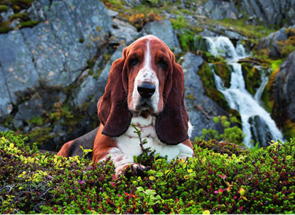 Puzzle clementoni 1000 piezas perro basset hound charlir brown