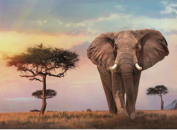 puzzle clementoni 500 piezas Elefante en África