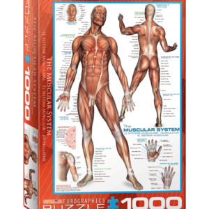 puzzle rompecabezas eurographics 1000 piezas the muscular system