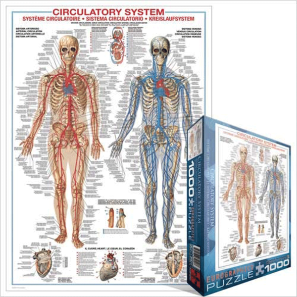 puzzle rompecabezas eurographics 1000 piezas sistema circulatorio el cuerpo humano