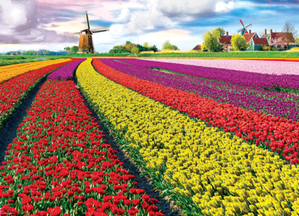 tulipanes en holanda puzzle rompecabezas eurographics 1000 piezas