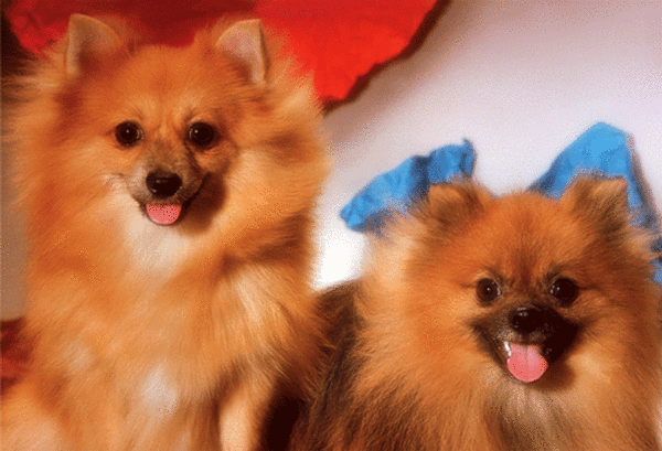 puzzle rompecabezas 300 piezas niños infantil perros pomerania tomax