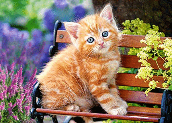 puzzle rompecabezas 180 piezas castorland gato gatito amarillo