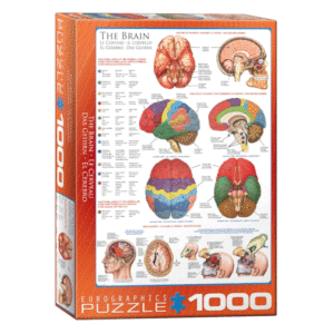 puzzle rompecabezas 1000 piezas eurographics el cerebro cuerpo humano ciencia