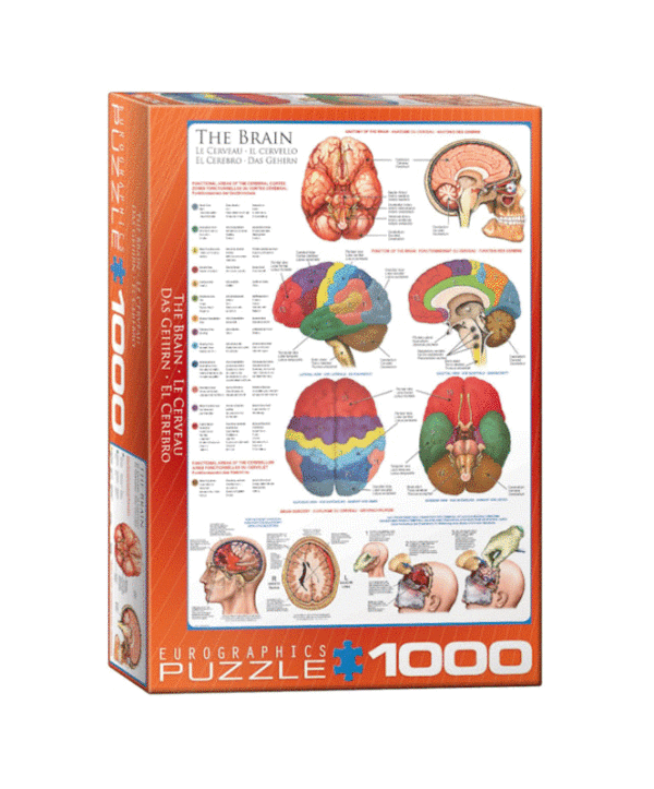 puzzle rompecabezas 1000 piezas eurographics el cerebro cuerpo humano ciencia