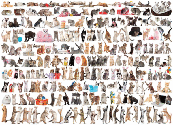 puzzle rompecabezas 1000 piezas eurographics mundo de gatos razas