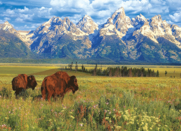 puzzle rompecabezas 1000 piezas eurographics parque nacional grand teton bisonte