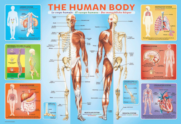 puzzle rompecabezas 300 piezas eurographics el cuerpo humano