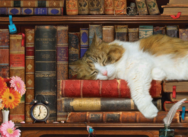 puzzle rompecabezas 500 piezas eurographics la siesta del gato durmiendo libros biblioteca