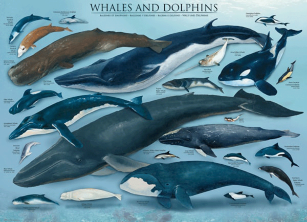 puzzle rompecabezas 1000 piezas eurographics paisaje ballenas y delfines