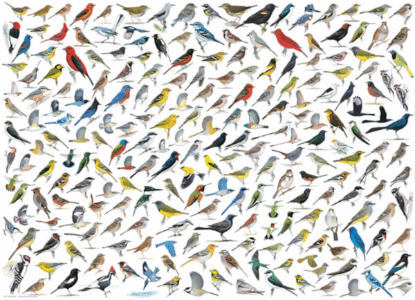 puzzle rompecabezas eurographics 1000 pajaros aves