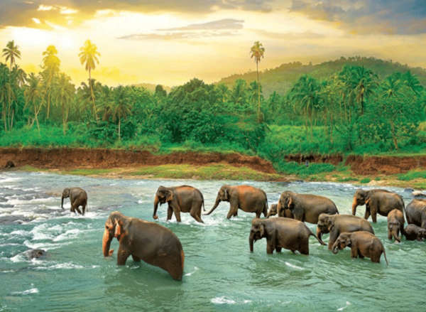 puzzle rompecabezas eurographics 1000 piezas rainforest elefante rio animal paisaje